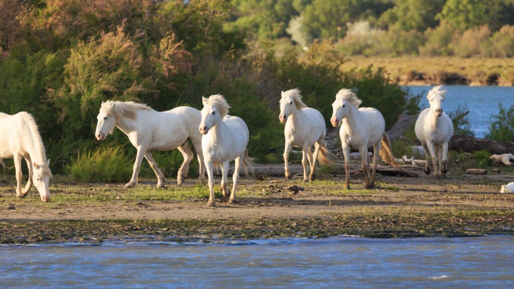 camargue horse